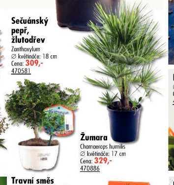 Sečuánský pepř, žlutodřev