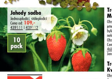 Jahody sadba