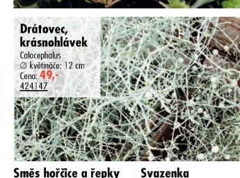 Drátovec, krásnohlávek