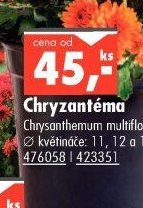 Chryzantéma