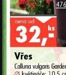 Vřes