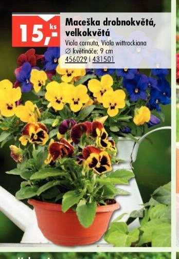 Maceška drobnokvětá, velkokvětá