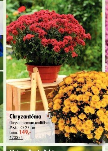 Chryzantéma