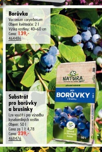 Borůvka