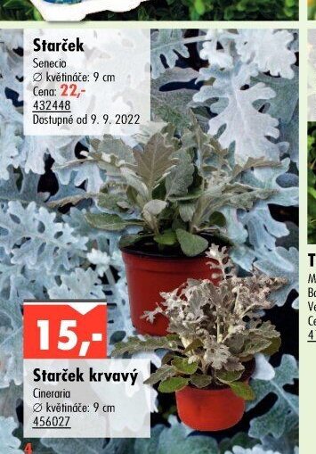 Starček
