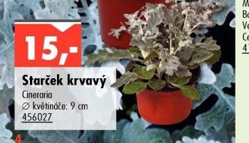Starček krvavý