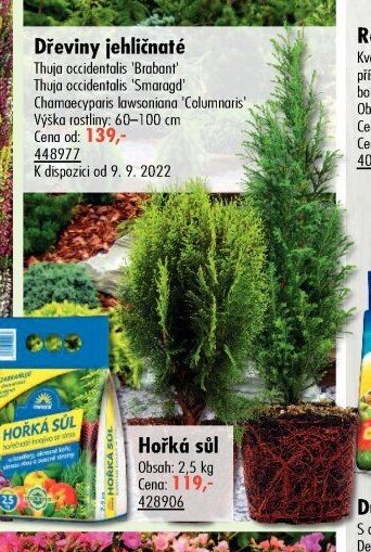 Dřeviny jehličnaté