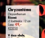 Chryzantéma
