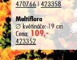Multiflora