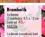 Brambořík