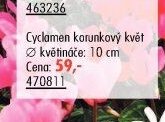 Cyclamen korunkový květ