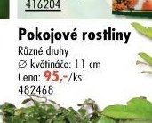 Pokojové rostliny