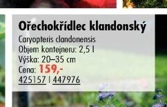 Ořechokřídlec klandonský