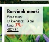 Barvínek menší