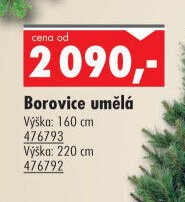 Borovice umělá