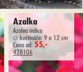 Azalka