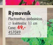 Rýmovník