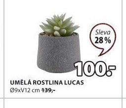 UMĚLÁ ROSTLINA LUCAS