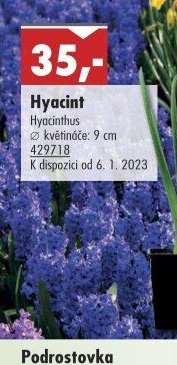Hyacint