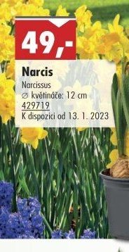 Narcis