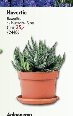 Havortie