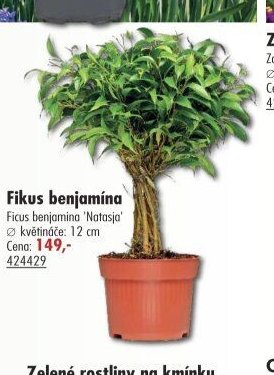 Fikus benjamína