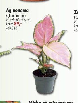 Aglaonema