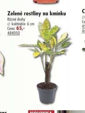 Zelené rostliny na kmínku
