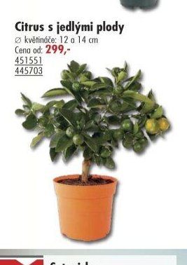 Citrus s jedlými plody