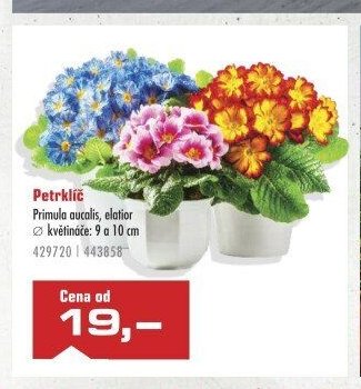 Petrklíč