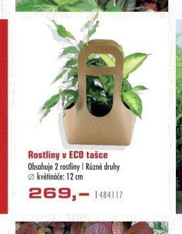Rostliny v ECO tašce