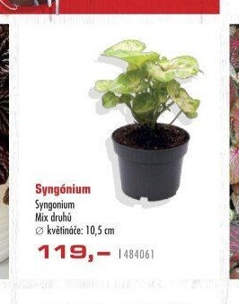 Syngónium