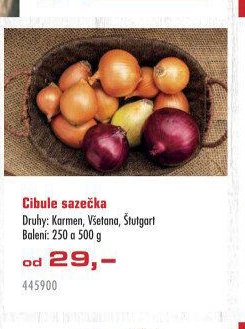 Cibule sazečka