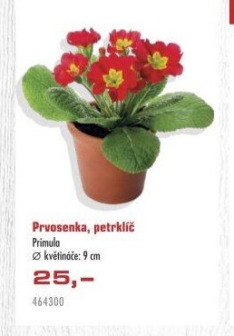 Prvosenka, petrklíč Primula