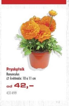 Pryskyřník Ranunculus