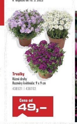 Trvalky Různé druhy
