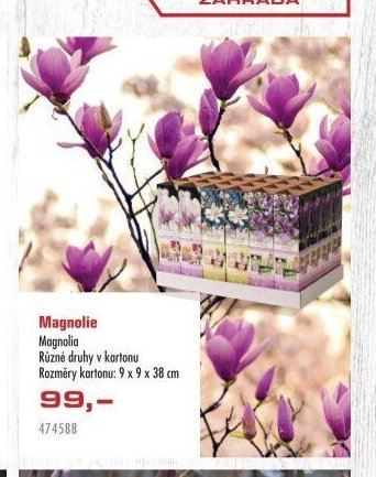 Magnolie