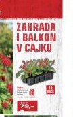 Zahrada i balkon v cajku