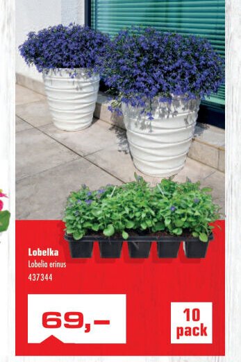 Lobelka