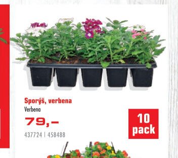 Sporýš, verbena