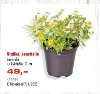 Vitálka, sanvitálie
