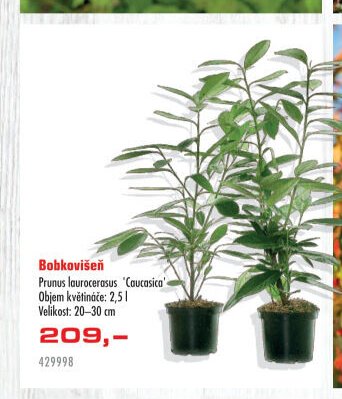 Bobkovišeň