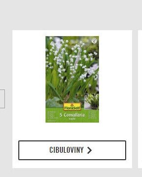 Cibuloviny