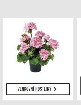 Venkovní rostliny