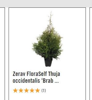Zerav FloraSelf Thuja occidentalis 'Brab...