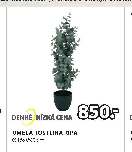 UMĚLÁ ROSTLINA RIPA
