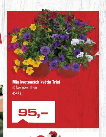 Mix kvetoucích květin Trixi