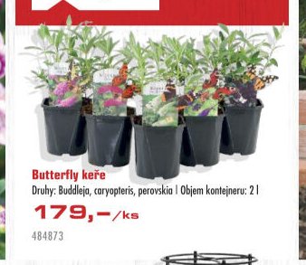 Butterfly keře