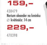 Oleandr Nerium oleander na kmínku