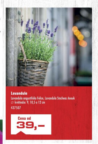 Levandule